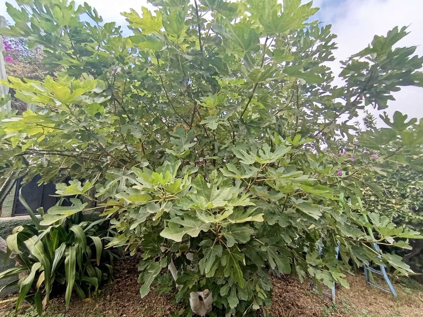 4 soverom Finca/Herregård til salgs i Santa Lucia de Tirajana med svømmebasseng garasje - € 575 000 (Ref: 9308997)