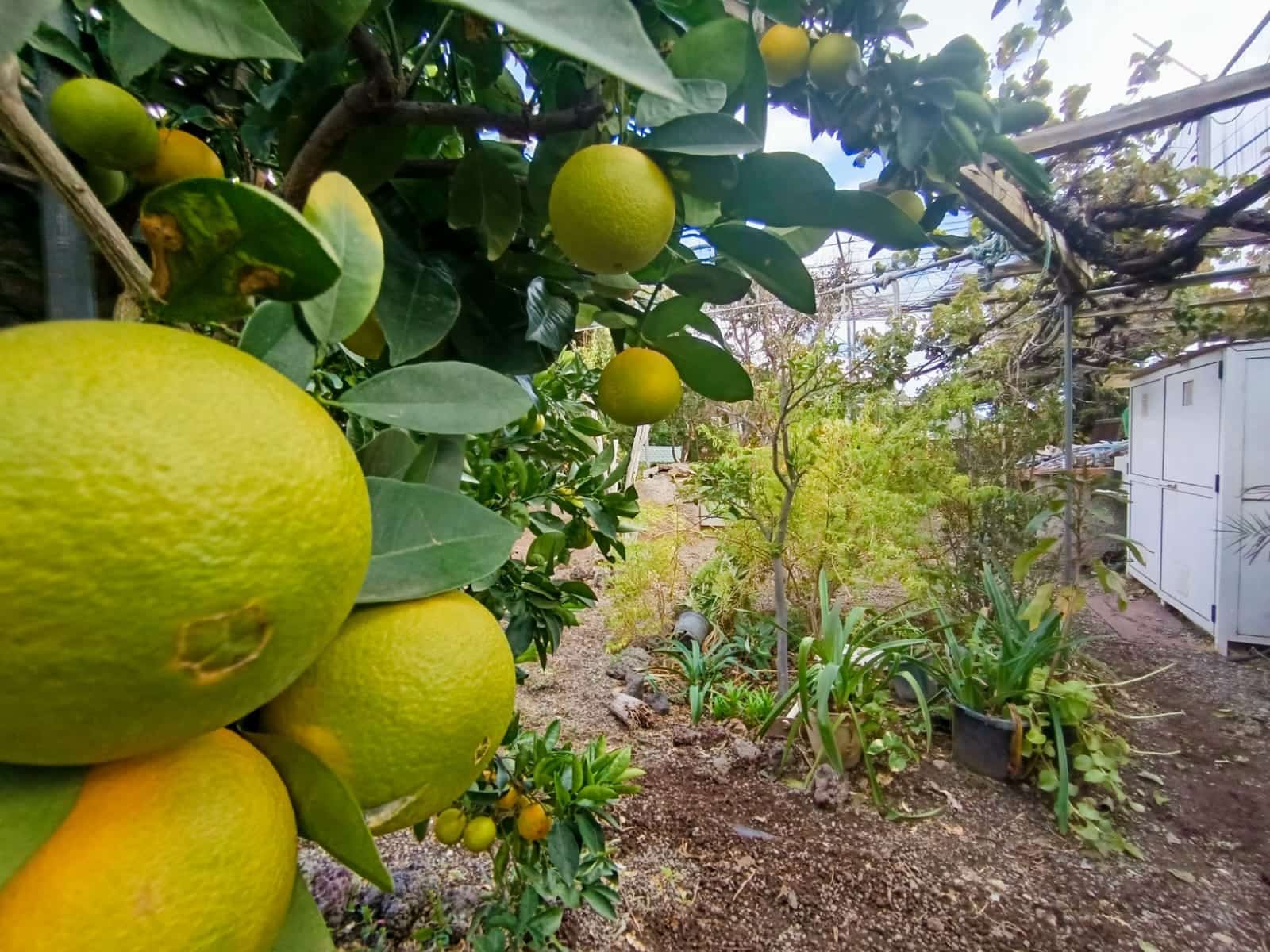 3 soveværelse Finca/Landehus til salg i Santa Lucia de Tirajana med garage - € 320.000 (Ref: 9390334)