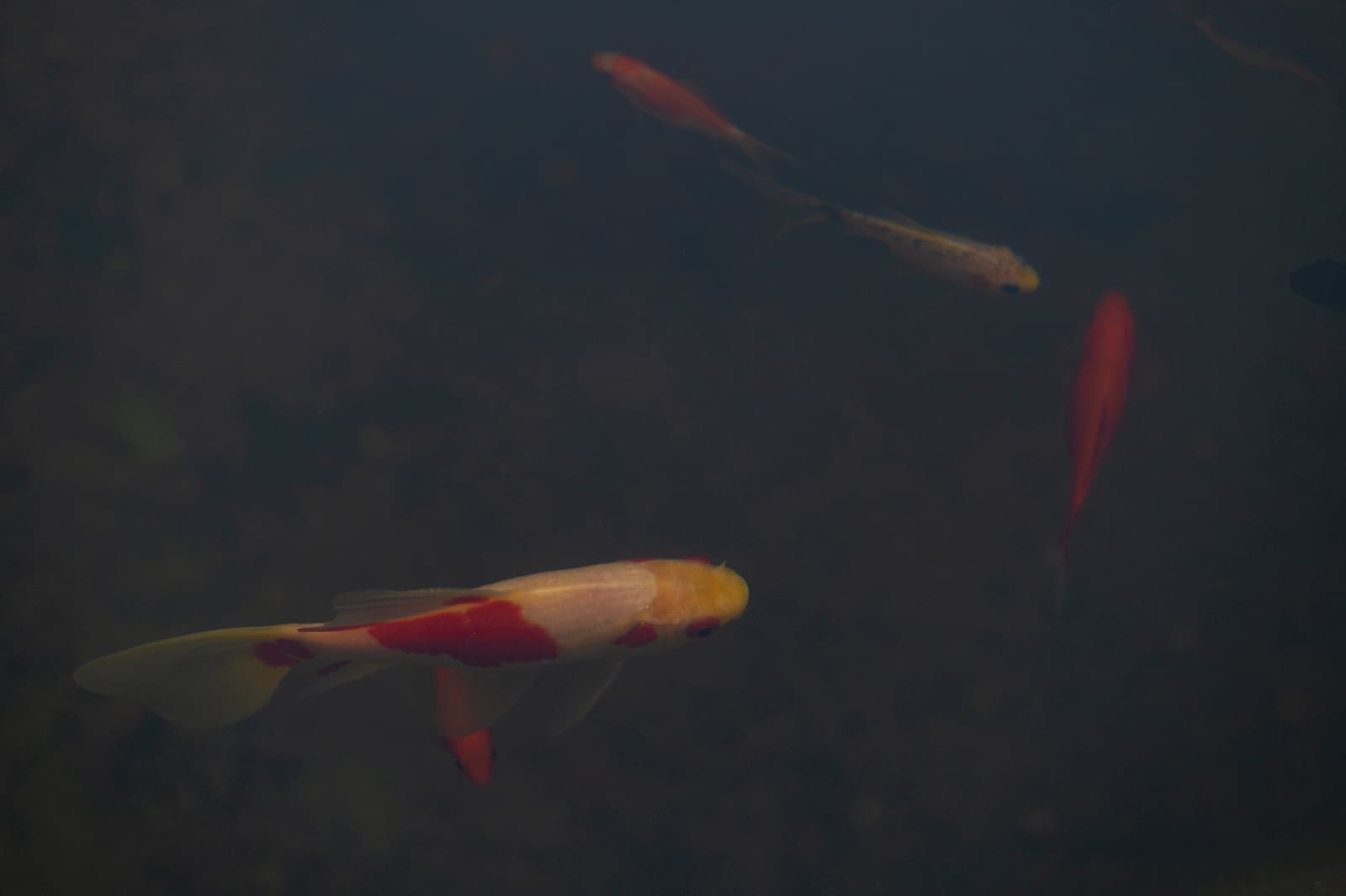 5 soveværelse Villa til salg i Benahavis med swimmingpool - € 3.950.000 (Ref: 9111842)