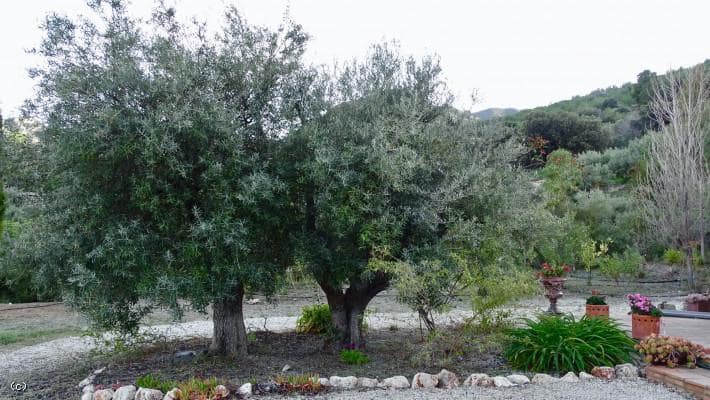 3 soveværelse Finca/Landehus til salg i Los Guajares med swimmingpool garage - € 330.000 (Ref: 5167460)