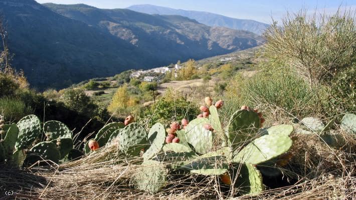 9 soveværelse Finca/Landehus til salg i La Taha - € 450.000 (Ref: 5241479)