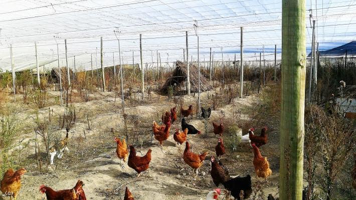 3 soverom Finca/Herregård til salgs i Torvizcon med svømmebasseng - € 590 000 (Ref: 5910066)