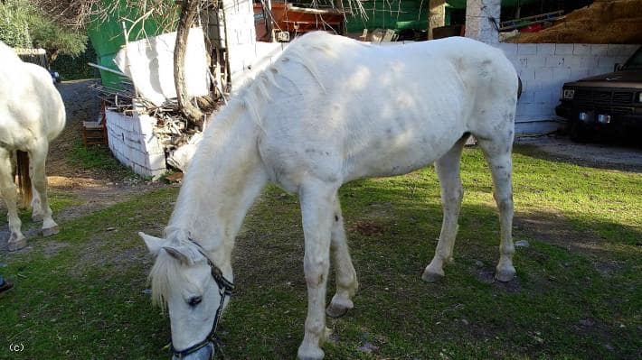 3 soverom Finca/Herregård til salgs i Torvizcon med svømmebasseng - € 590 000 (Ref: 5910066)