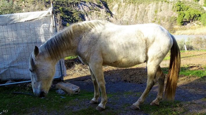 3 soverom Finca/Herregård til salgs i Torvizcon med svømmebasseng - € 590 000 (Ref: 5910066)