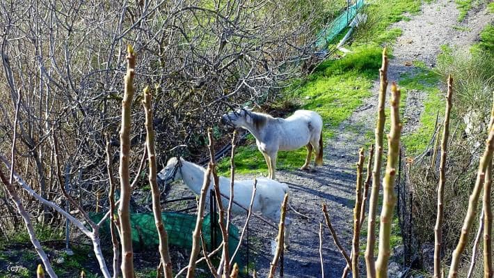 3 soverom Finca/Herregård til salgs i Torvizcon med svømmebasseng - € 590 000 (Ref: 5910066)