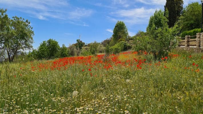 Grunde uden byggetilladelser til salg i Juviles - € 250.000 (Ref: 6077305)