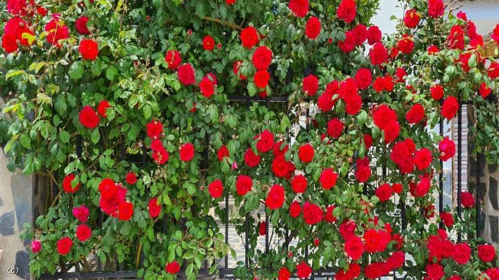 Grunde uden byggetilladelser til salg i Juviles - € 250.000 (Ref: 6077305)