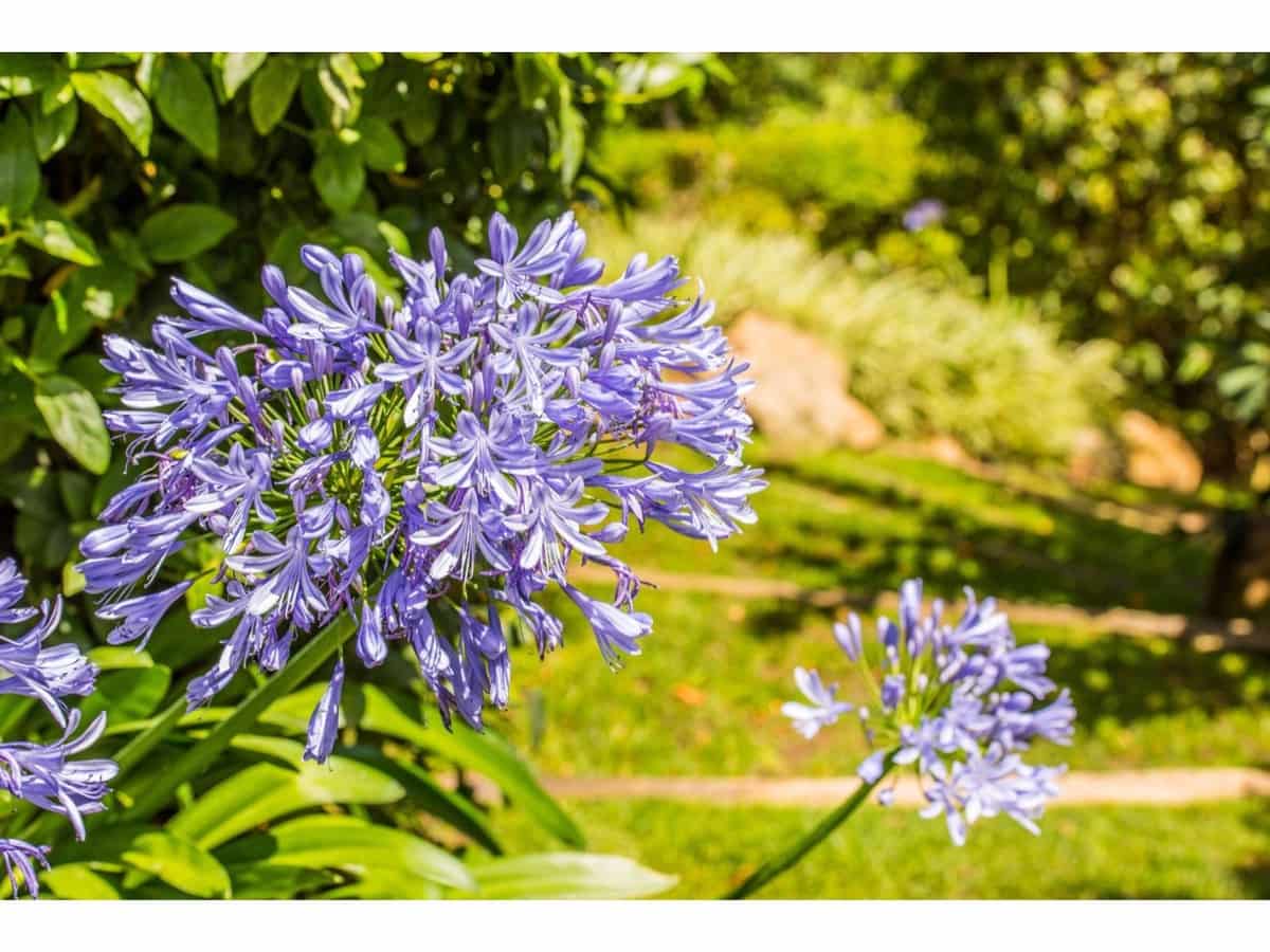 8 camera da letto Villa in vendita in La Zagaleta - 5.850.000 € (Rif: 9472386)