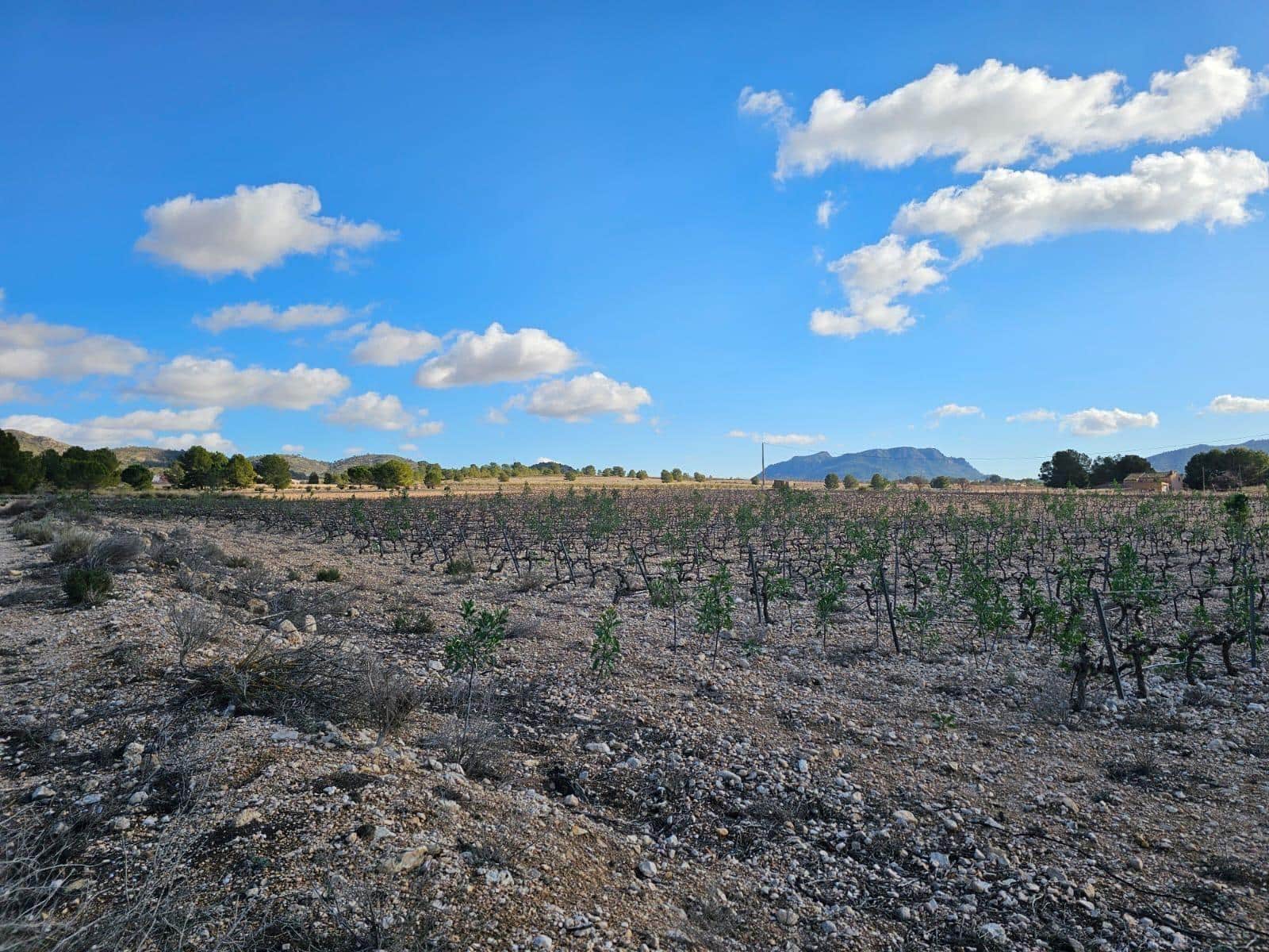 Byggegrund til salg i Salinas - € 45.000 (Ref: 9949980)