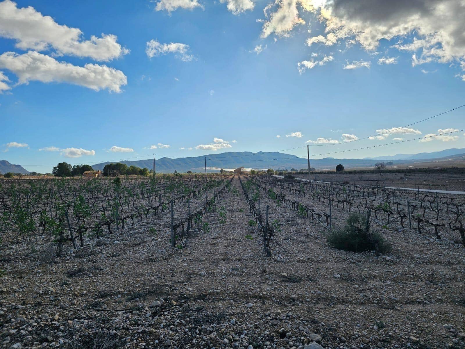 Byggegrund til salg i Salinas - € 45.000 (Ref: 9949980)