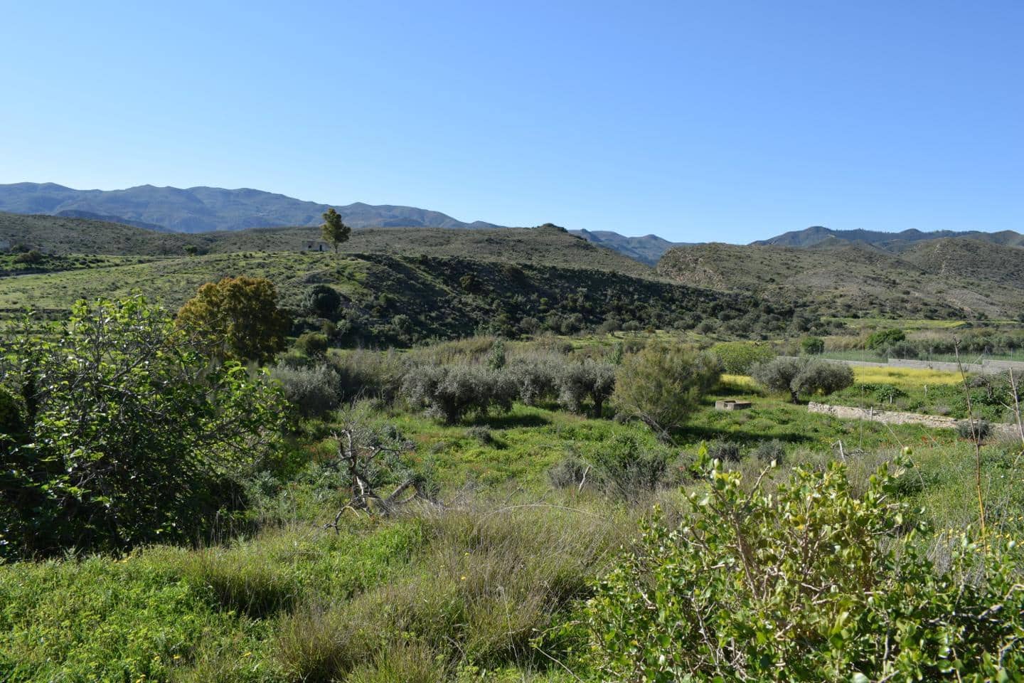 Terre non Aménagée à vendre à Los Gallardos - 125 000 € (Ref: 3595775)