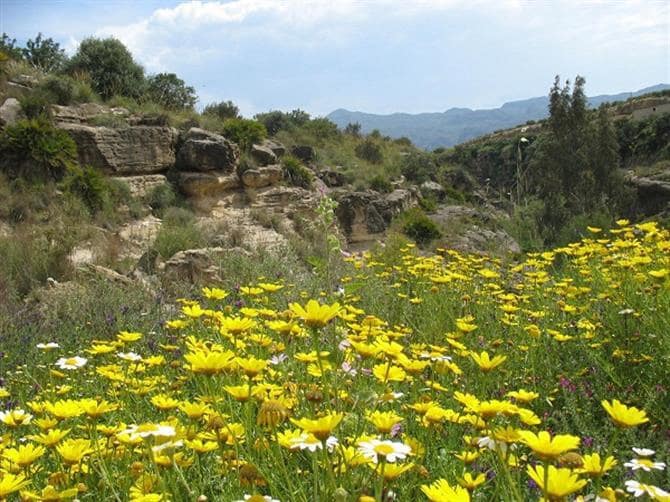 Mark till salu i Turre - 75 000 € (Ref: 4099120)
