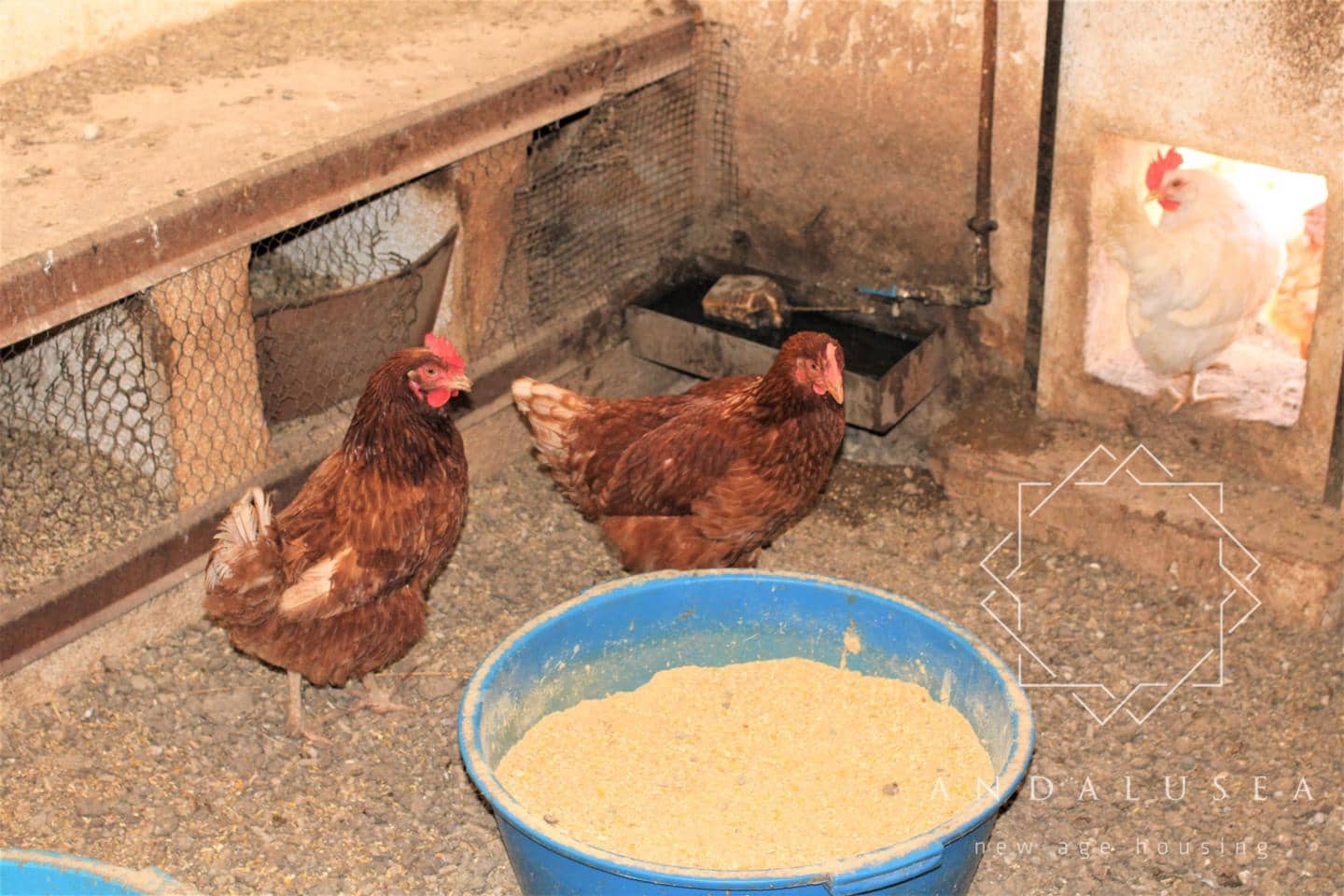 5 chambre Villa/Maison à vendre à Fondon - 450 000 € (Ref: 6644242)