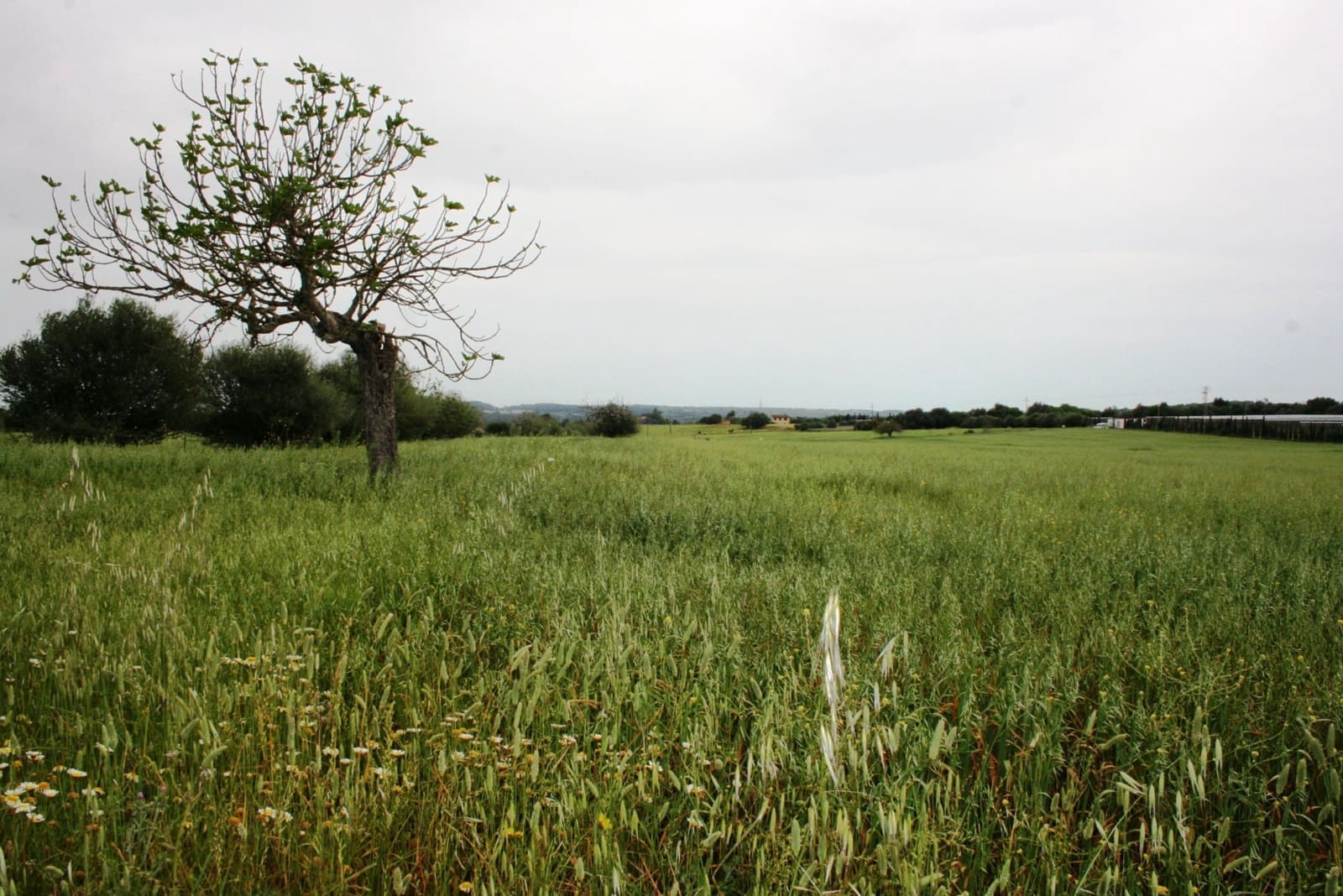 Finca/Landehus til salg i Sencelles - € 1.100.000 (Ref: 4146501)