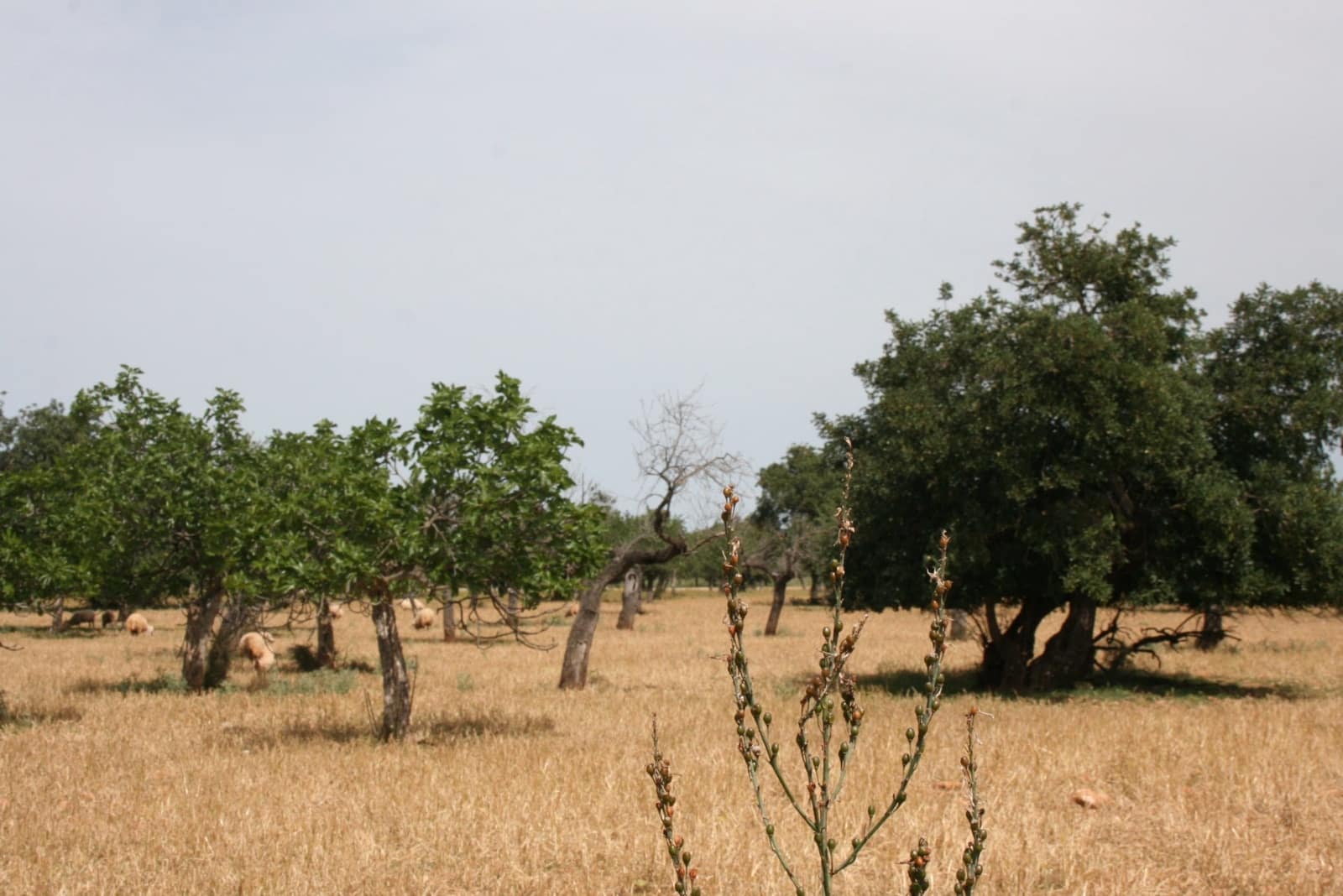 Terre non Aménagée à vendre à Lloseta - 330 000 € (Ref: 6123107)