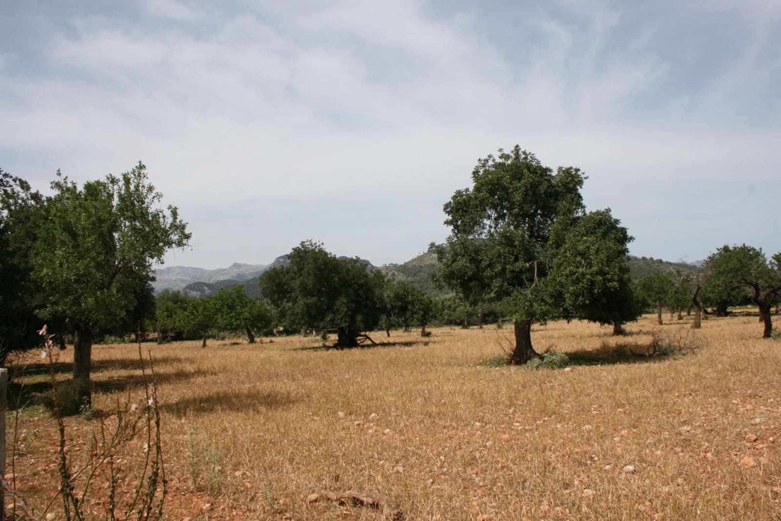 Terre non Aménagée à vendre à Lloseta - 330 000 € (Ref: 6123107)