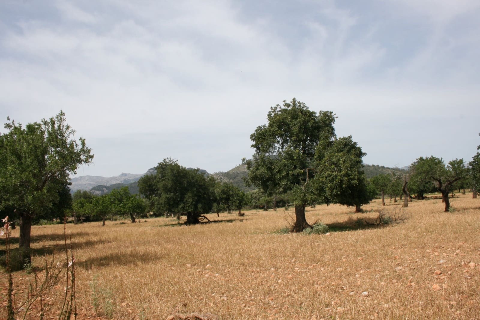 Terre non Aménagée à vendre à Lloseta - 330 000 € (Ref: 6123107)