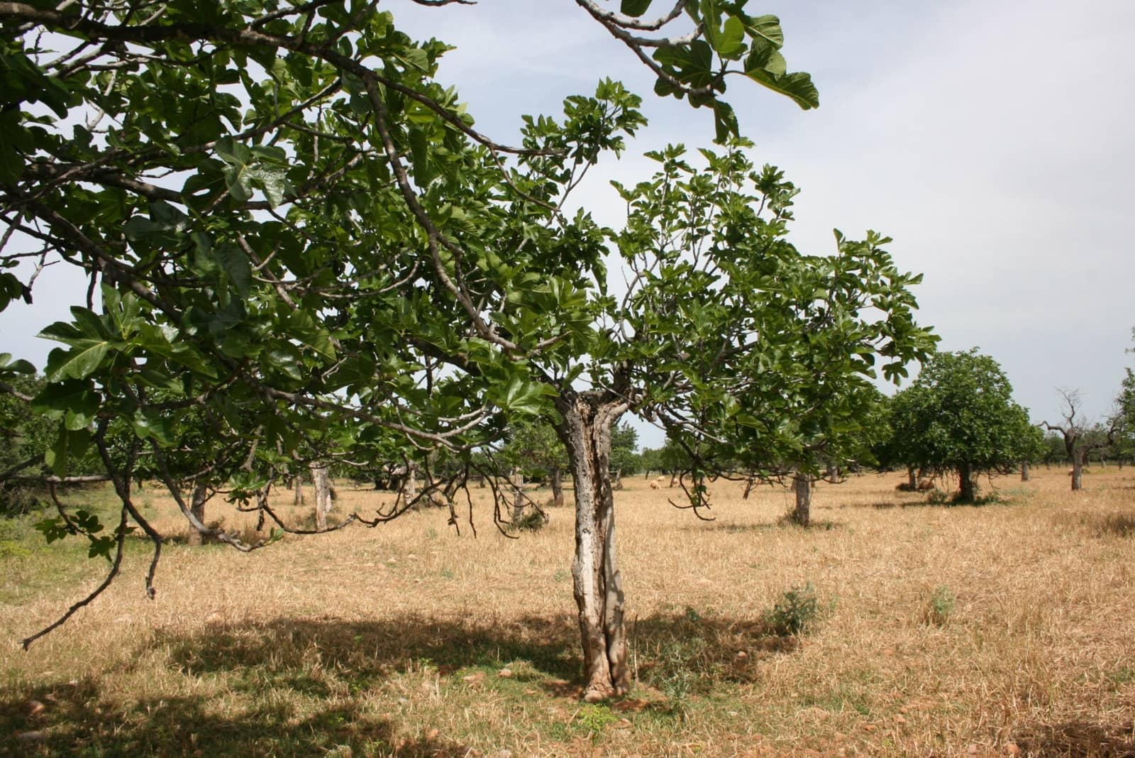 Terre non Aménagée à vendre à Lloseta - 330 000 € (Ref: 6123107)