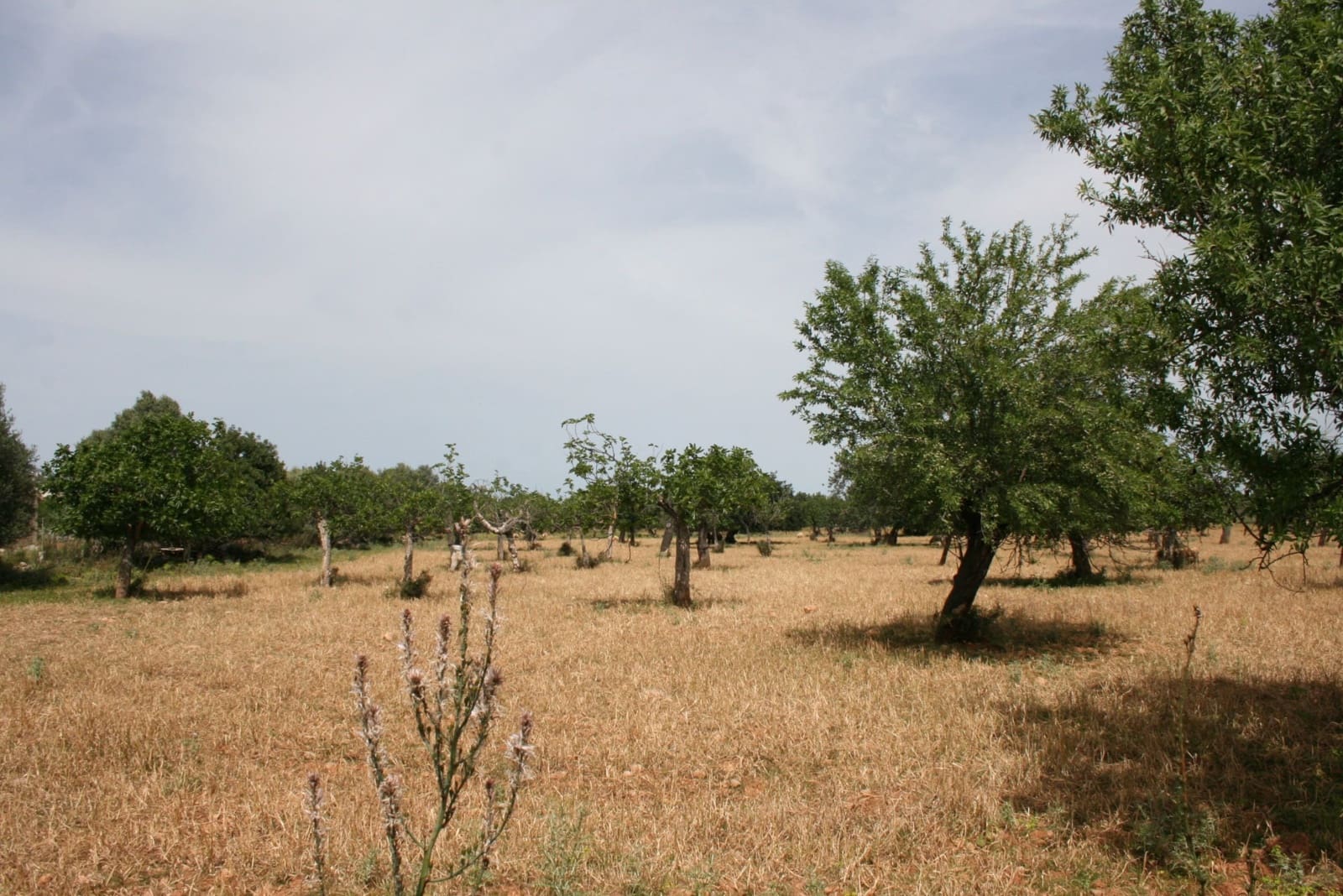 Terre non Aménagée à vendre à Lloseta - 330 000 € (Ref: 6123107)