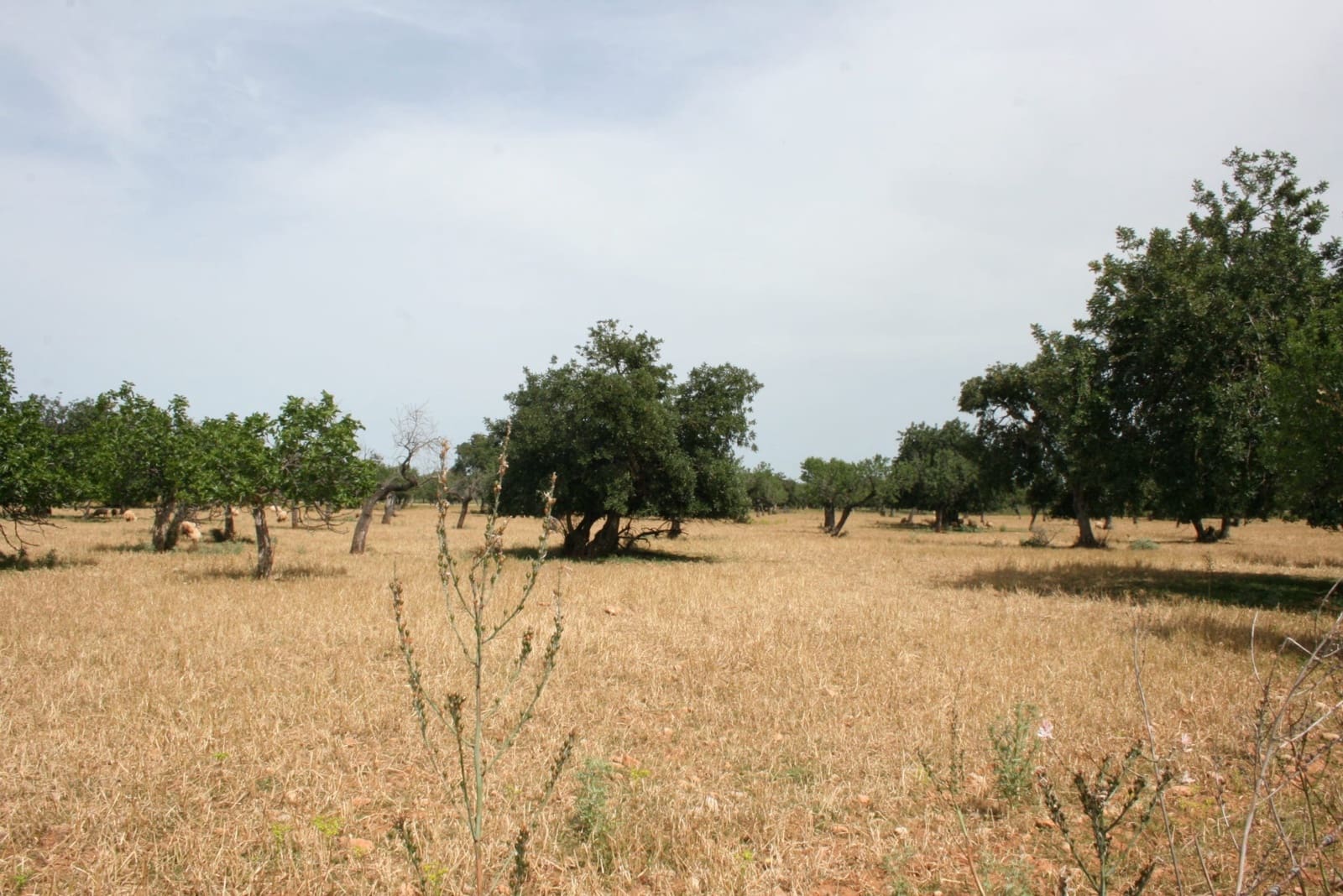 Terre non Aménagée à vendre à Lloseta - 330 000 € (Ref: 6123107)