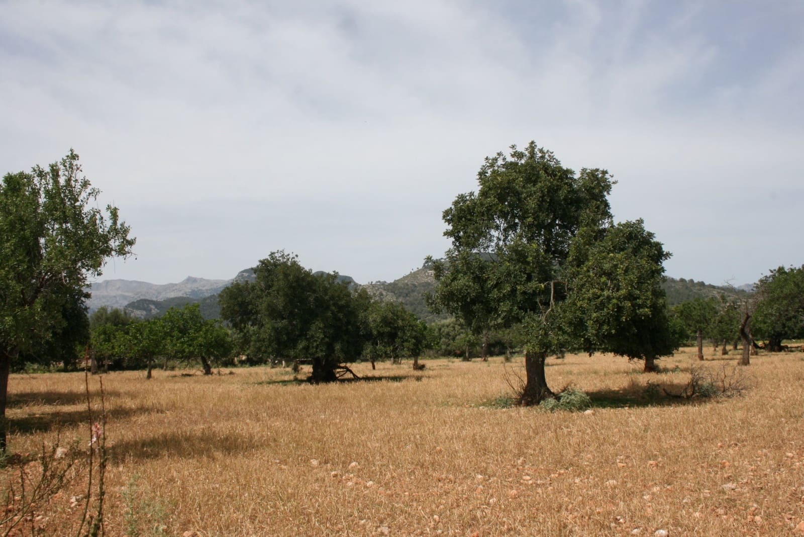 Terre non Aménagée à vendre à Lloseta - 330 000 € (Ref: 6123107)