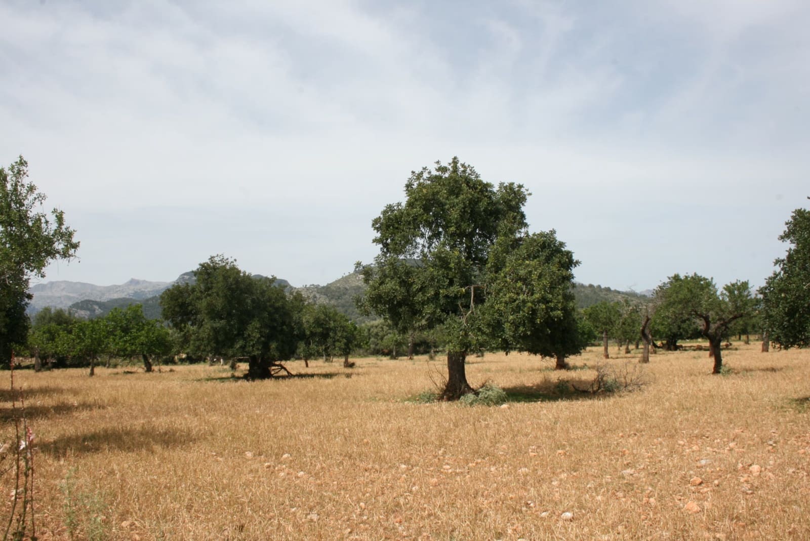 Terre non Aménagée à vendre à Lloseta - 330 000 € (Ref: 6123107)