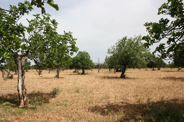 Undeveloped Land for sale in Lloseta - € 330,000 (Ref: 6123107)