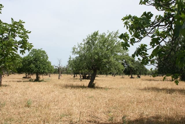 Undeveloped Land for sale in Lloseta - € 330,000 (Ref: 6123107)
