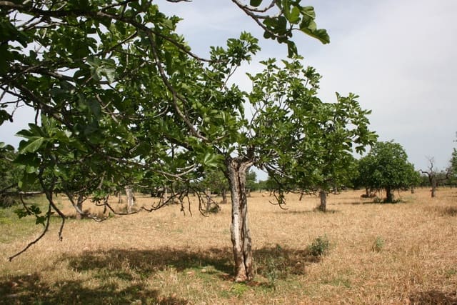 Undeveloped Land for sale in Lloseta - € 330,000 (Ref: 6123107)