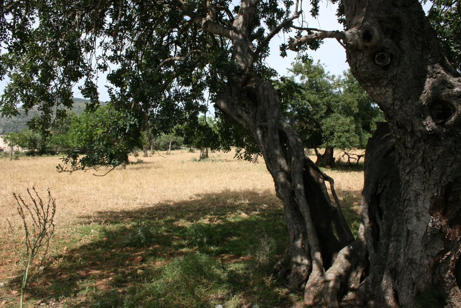 Terre non Aménagée à vendre à Lloseta - 330 000 € (Ref: 6123107)