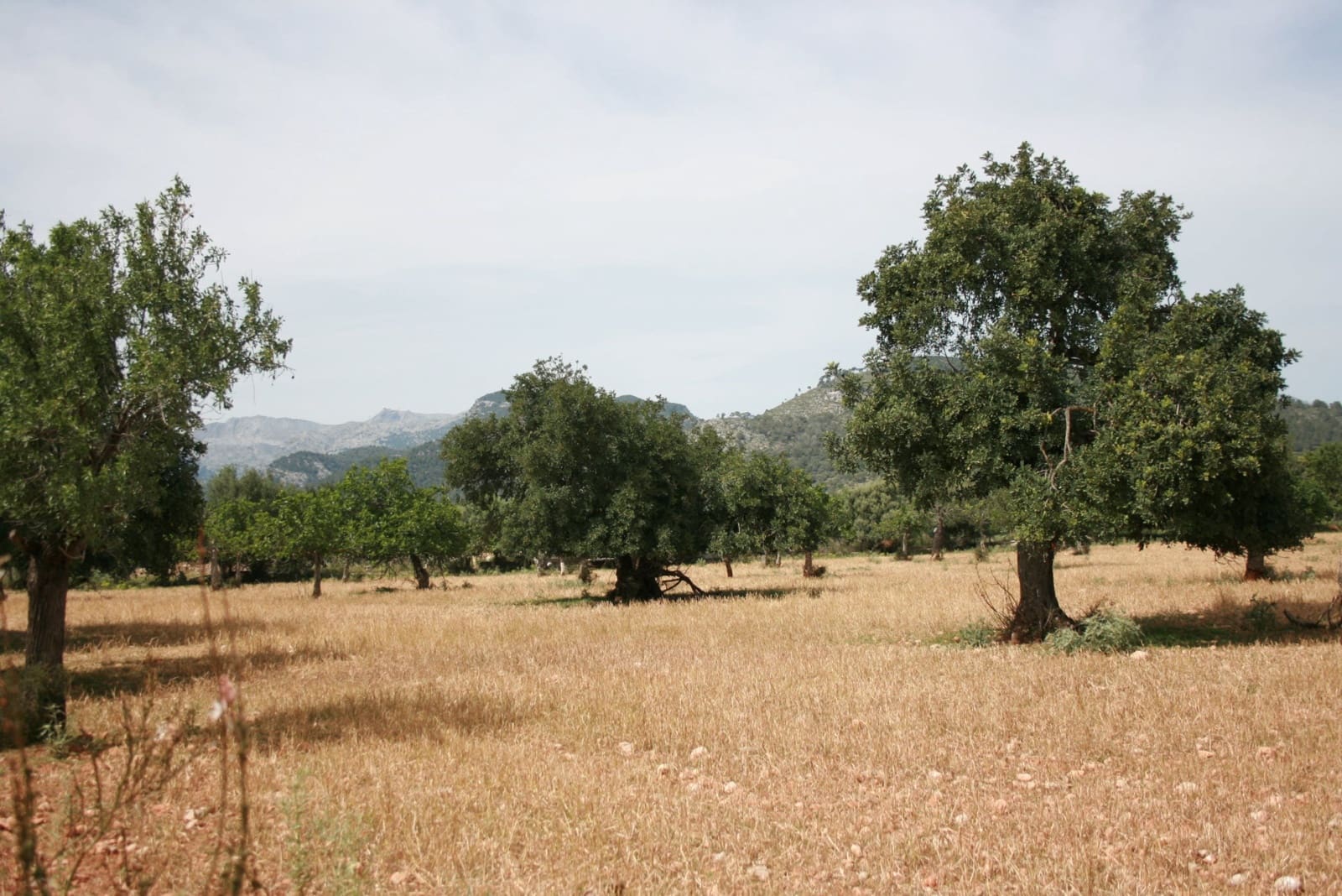 Terre non Aménagée à vendre à Lloseta - 330 000 € (Ref: 6123107)