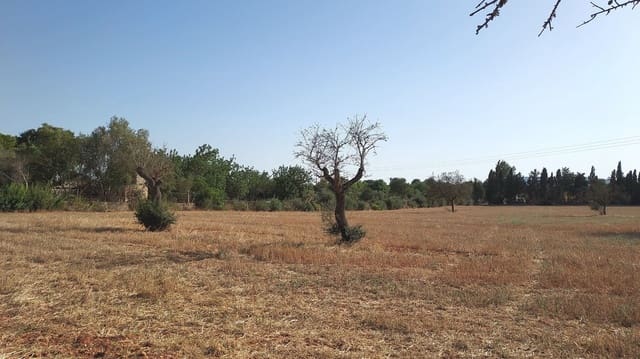 Undeveloped Land for sale in Sencelles - € 160,000 (Ref: 7742094)