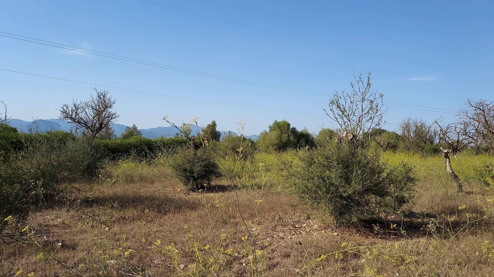 Undeveloped Land for sale in Sencelles - € 160,000 (Ref: 7742094)