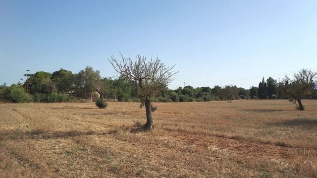 Undeveloped Land for sale in Sencelles - € 160,000 (Ref: 7742094)