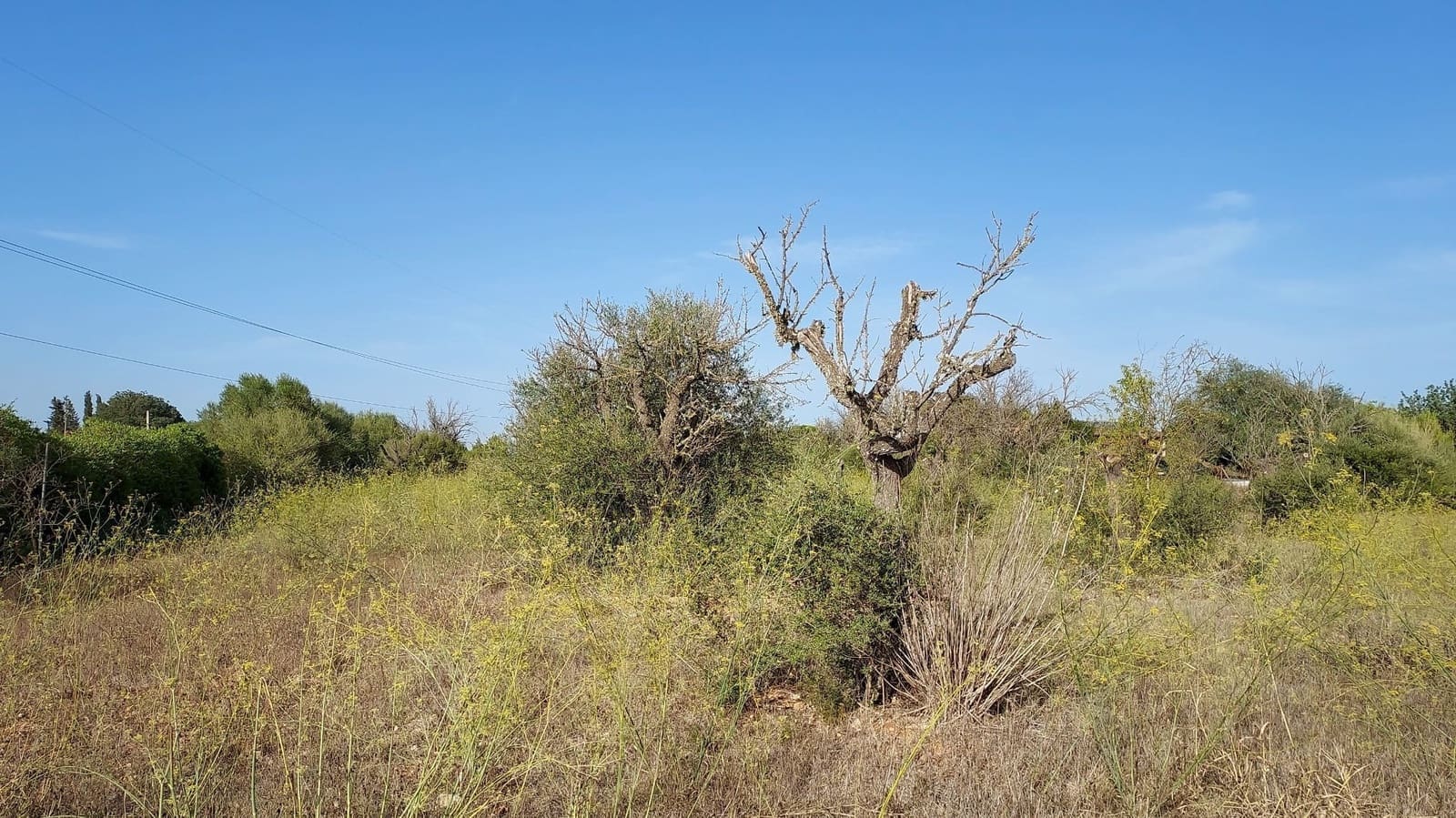 Undeveloped Land for sale in Sencelles - € 160,000 (Ref: 7742094)