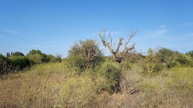 Undeveloped Land for sale in Sencelles - € 160,000 (Ref: 7742094)