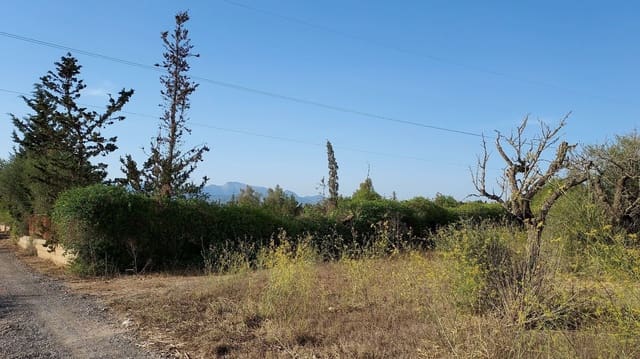 Undeveloped Land for sale in Sencelles - € 160,000 (Ref: 7742094)