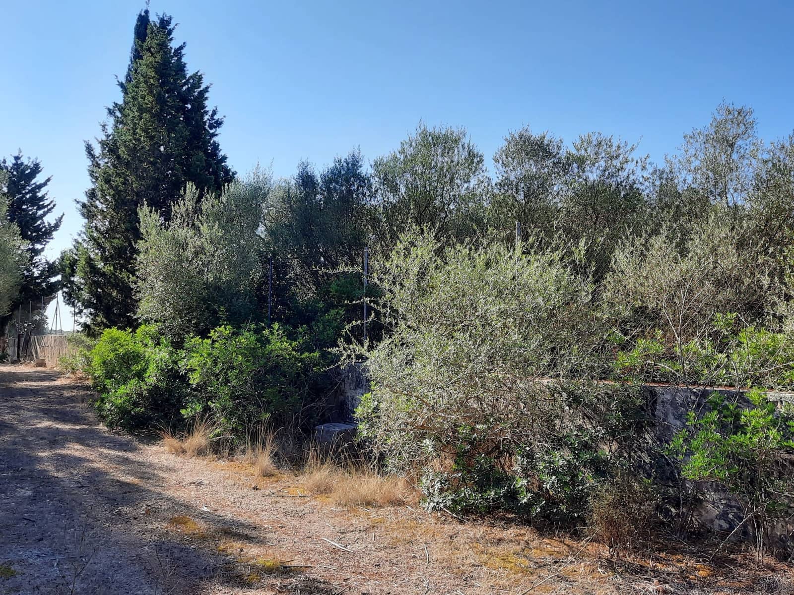 Grond te koop in Maria de la Salud / Maria de la Salut - € 1.700.000 (Ref: 8887165)