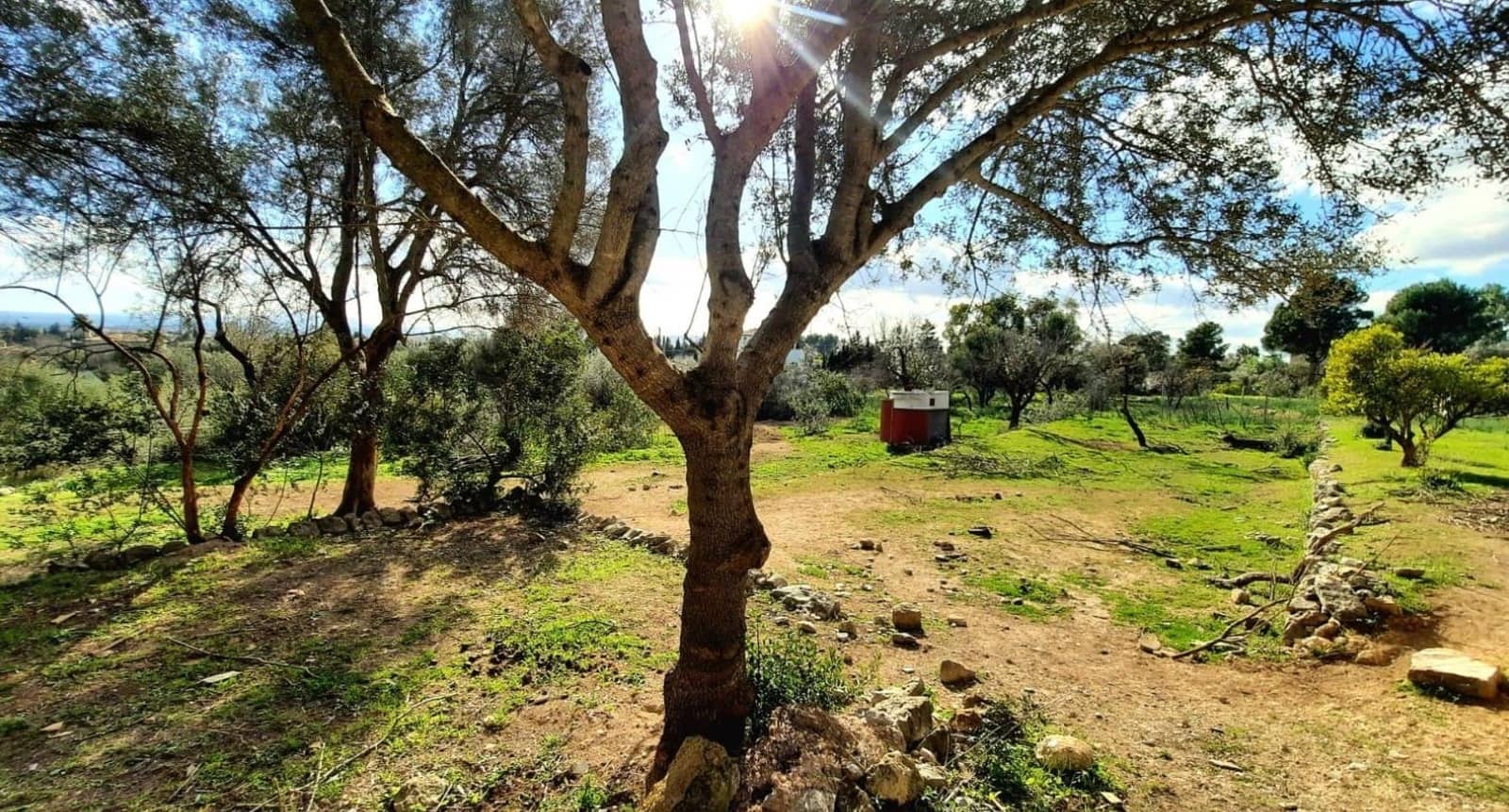 3 slaapkamer Finca/Landhuis te koop in Binissalem - € 630.000 (Ref: 9015618)