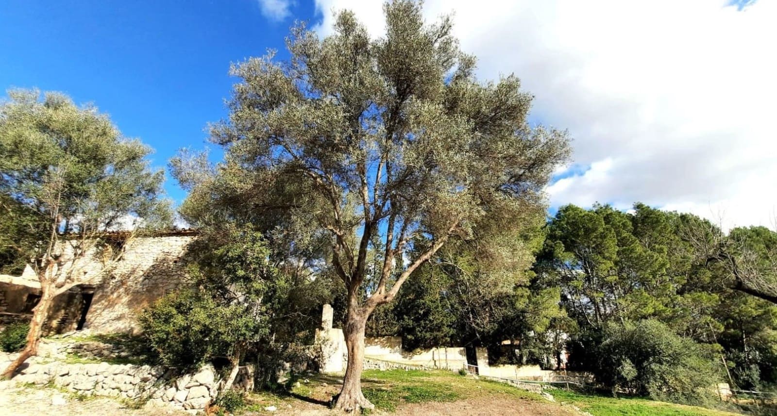 3 slaapkamer Finca/Landhuis te koop in Binissalem - € 630.000 (Ref: 9015618)