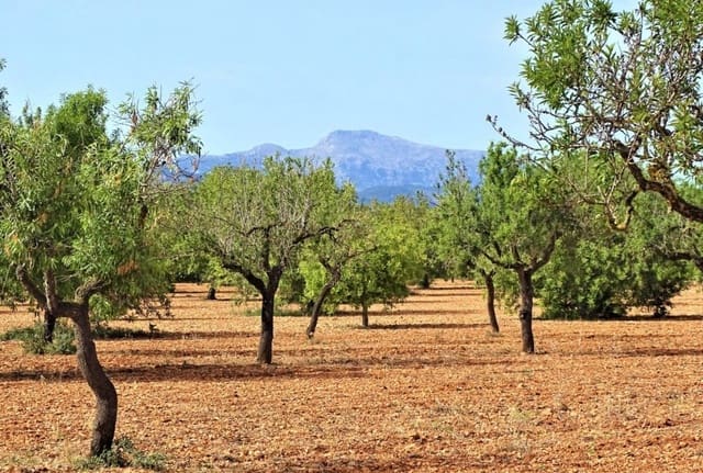 Mark till salu i Binissalem - 485 000 € (Ref: 9215491)