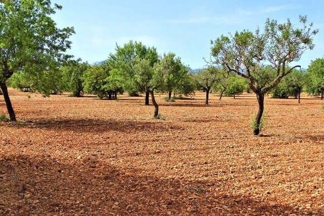 Mark till salu i Binissalem - 485 000 € (Ref: 9215491)