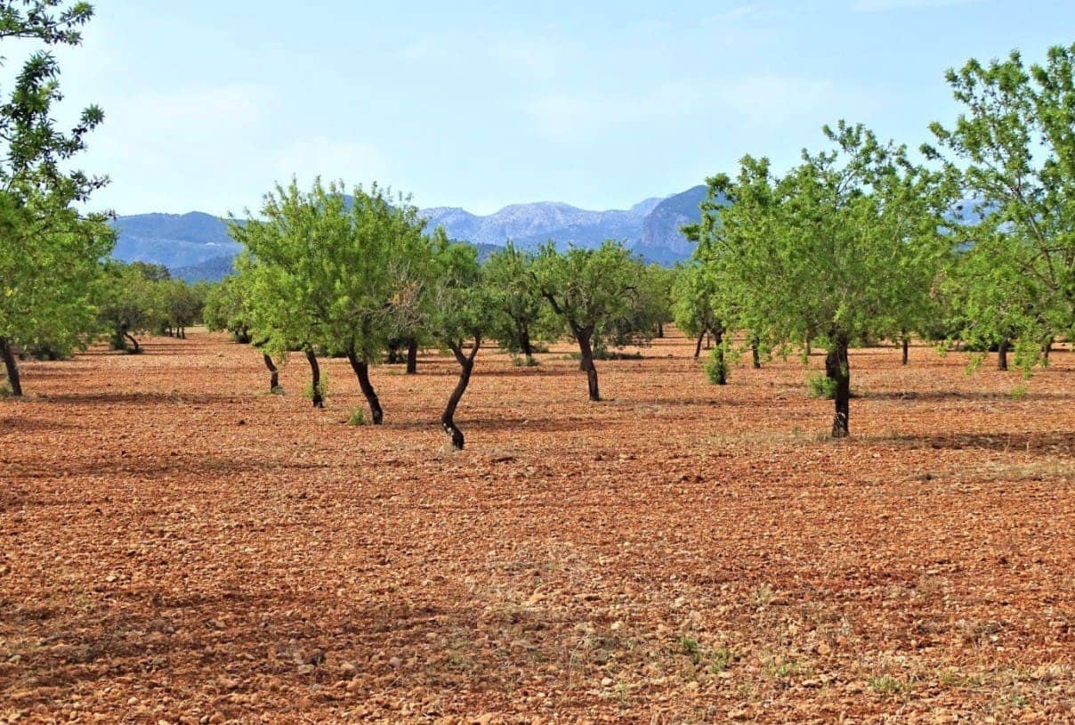 Ubebygd land til salgs i Binissalem - € 485 000 (Ref: 9215491)