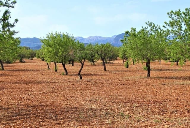 Mark till salu i Binissalem - 485 000 € (Ref: 9215491)