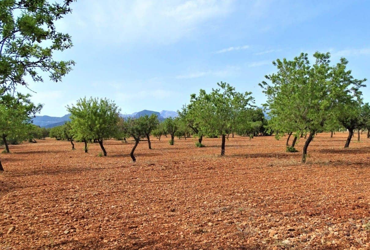 Ubebygd land til salgs i Binissalem - € 485 000 (Ref: 9215491)