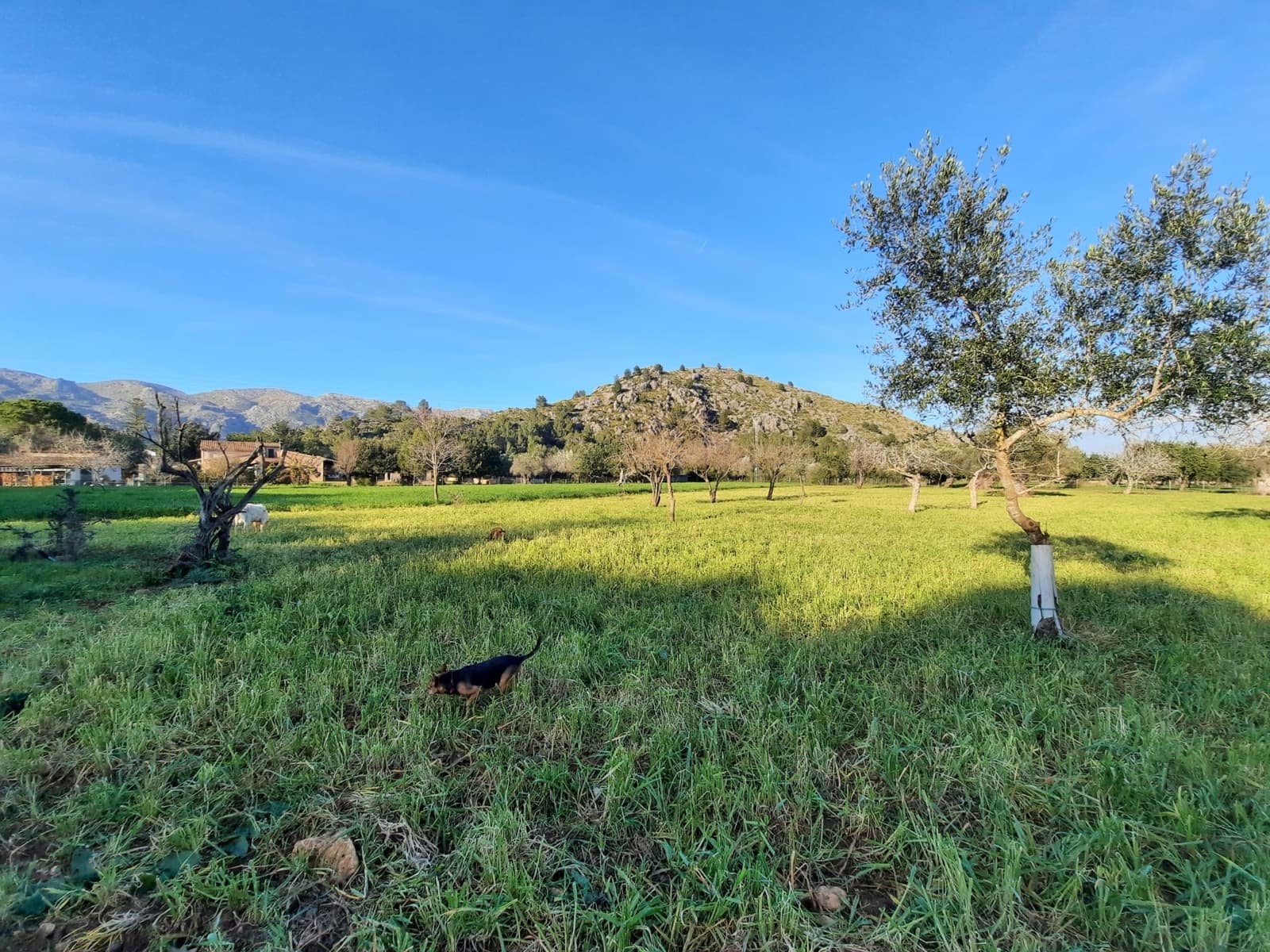 4 sovrum Finca/Hus på landet till salu i Pollensa / Pollenca med pool - 890 000 € (Ref: 9215511)