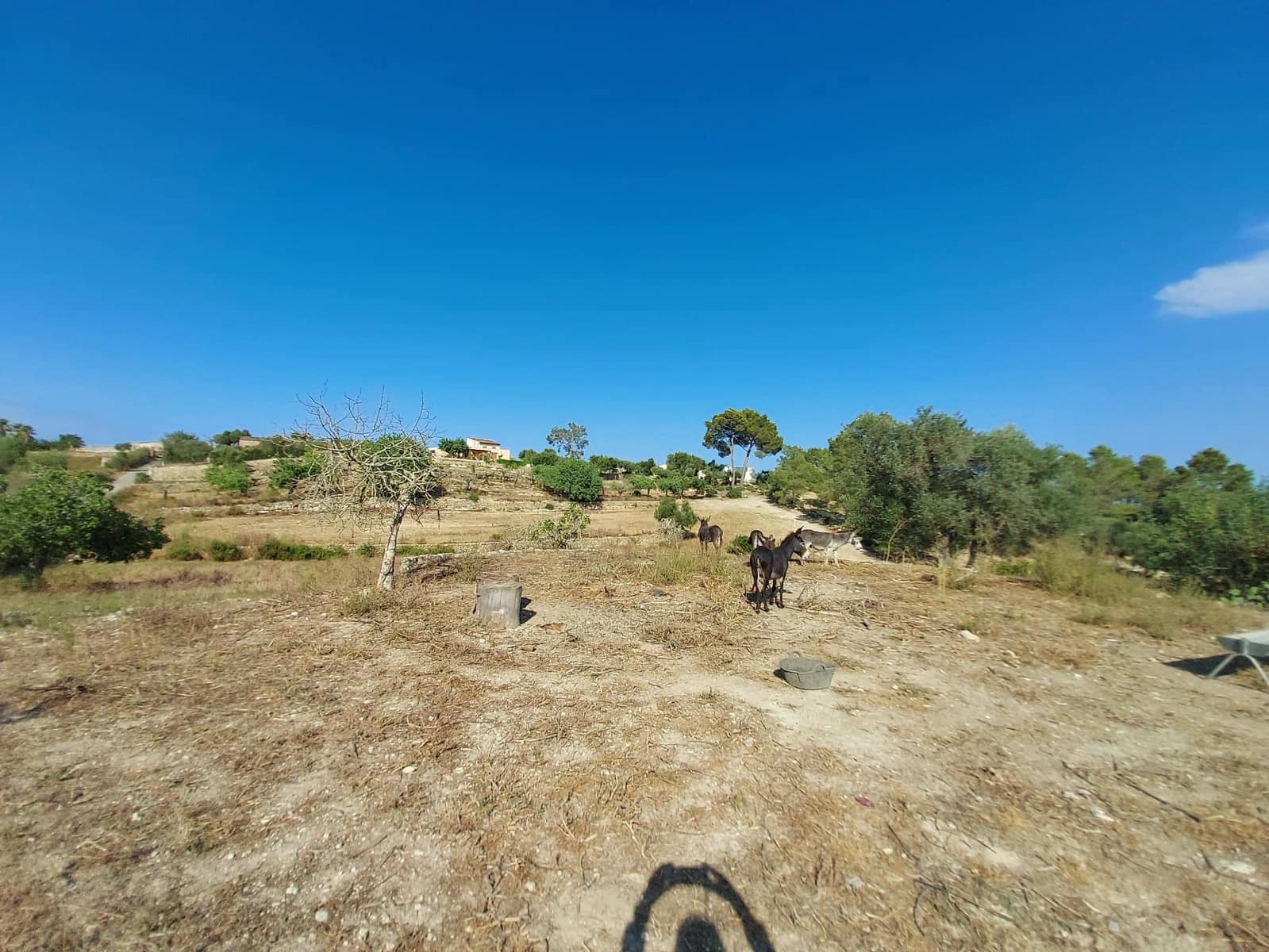 Mark till salu i Maria de la Salud / Maria de la Salut - 240 000 € (Ref: 9215518)