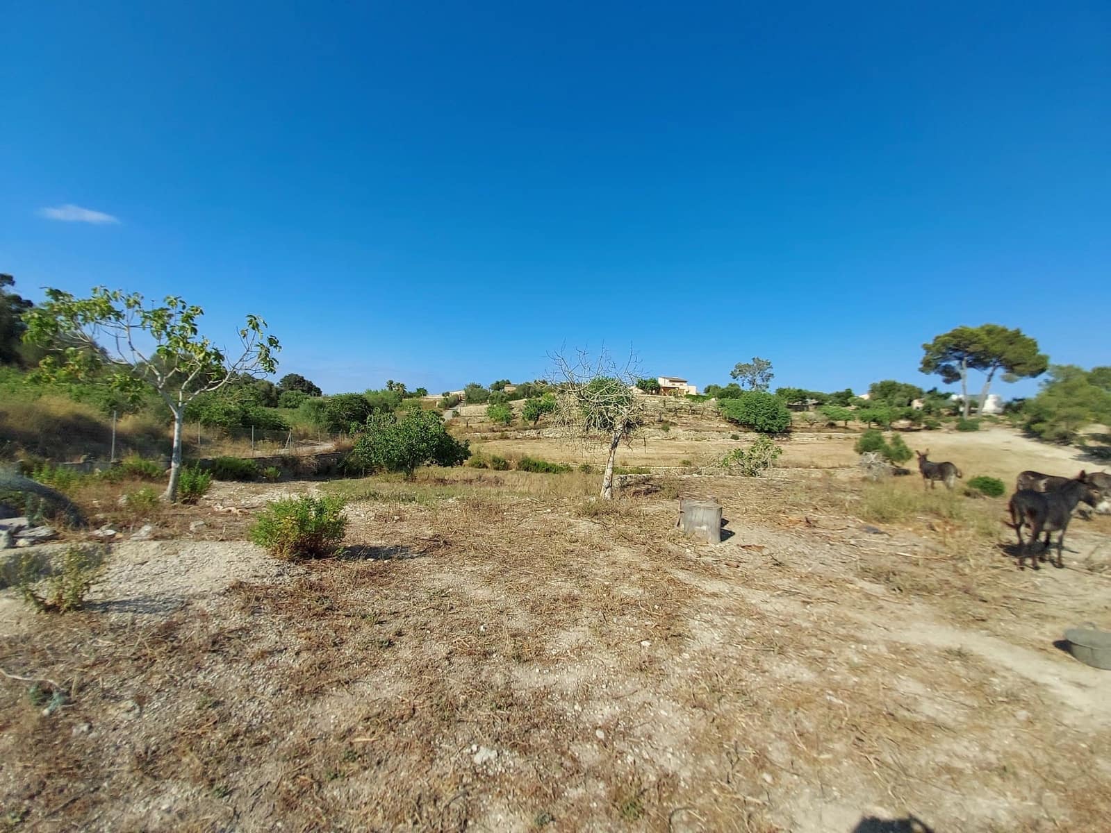 Mark till salu i Maria de la Salud / Maria de la Salut - 240 000 € (Ref: 9215518)