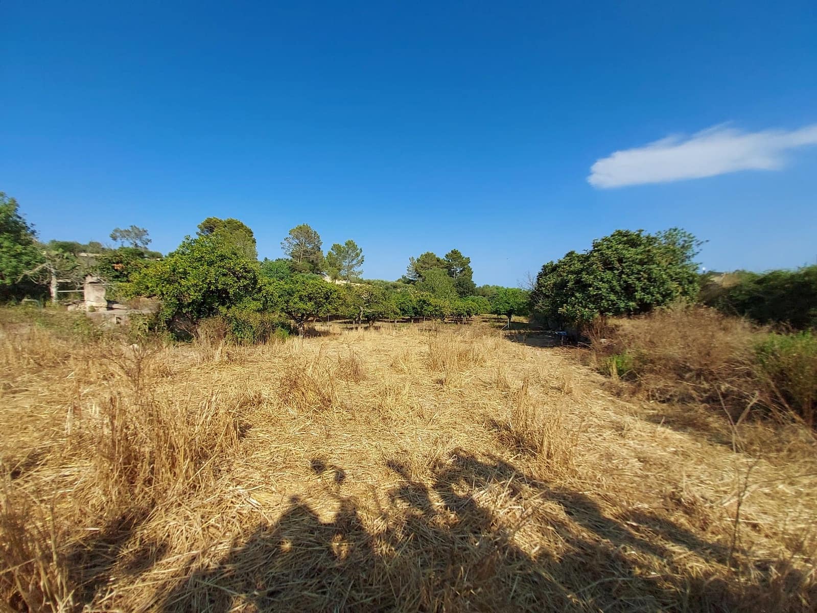 Mark till salu i Maria de la Salud / Maria de la Salut - 240 000 € (Ref: 9215518)