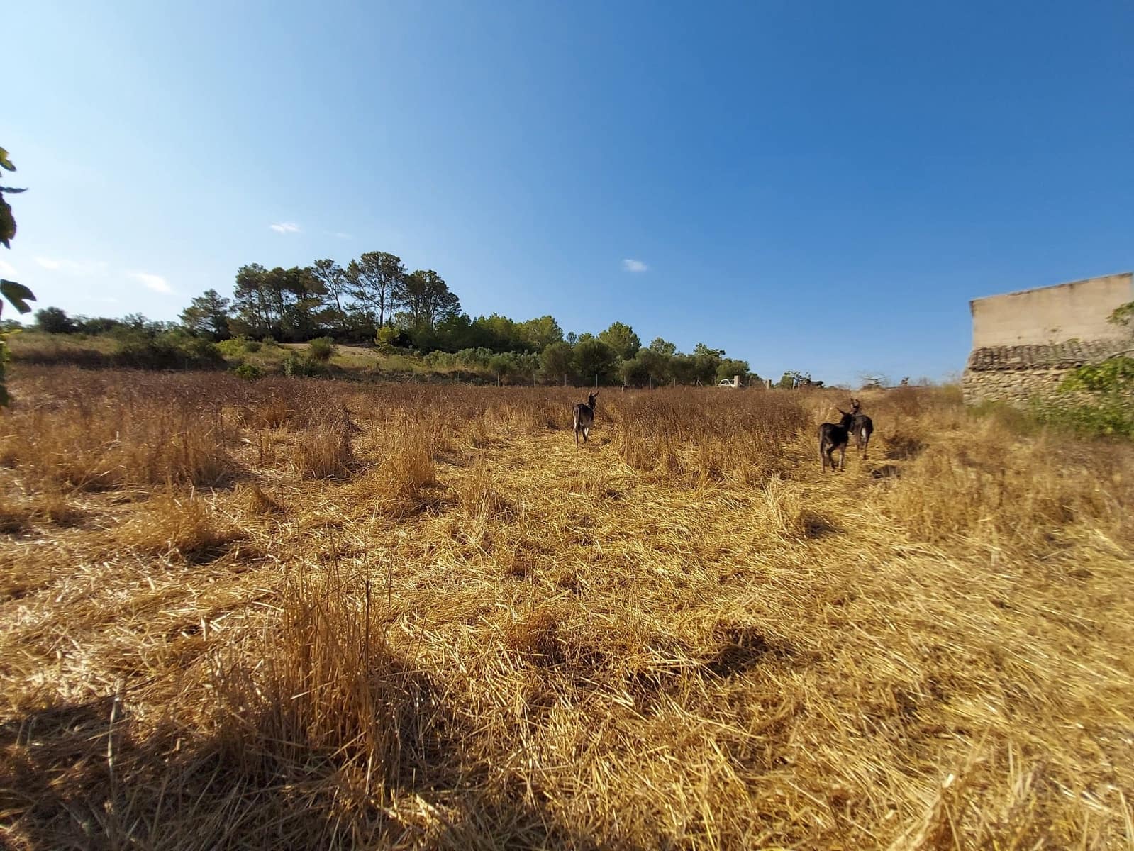 Mark till salu i Maria de la Salud / Maria de la Salut - 240 000 € (Ref: 9215518)